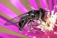 Platycheirus stegnus