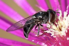 Platycheirus stegnus