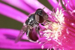 Platycheirus stegnus