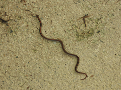 Oligodon octolineatus