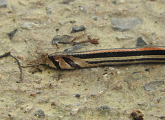 Oligodon octolineatus