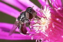 Platycheirus stegnus