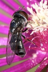 Platycheirus stegnus