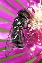 Platycheirus stegnus