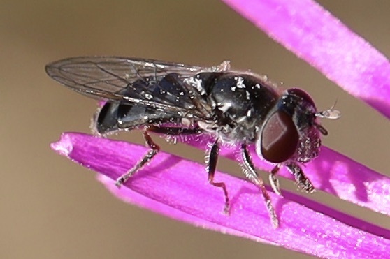 Greater Punctate Sedgesitter