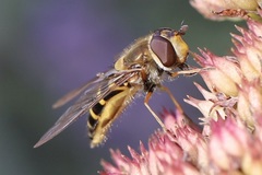 Syrphini
