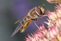 Syrphini