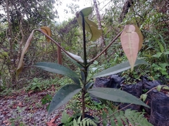 Garcinia madruno