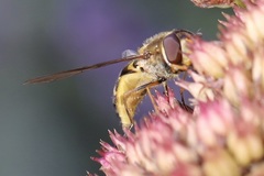 Syrphini