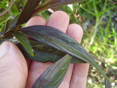 Strobilanthes anisophyllus