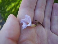 Strobilanthes anisophyllus