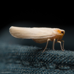 Neocenchrea heidemanni