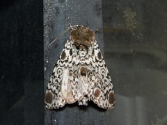 Harrisimemna trisignata