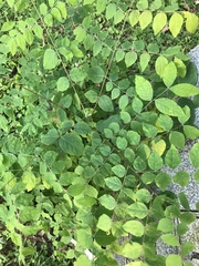 Gymnocladus dioicus