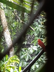 Piranga rubra