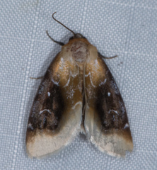 Chrysoecia scira