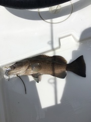 Mycteroperca microlepis