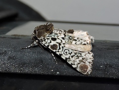 Harrisimemna trisignata