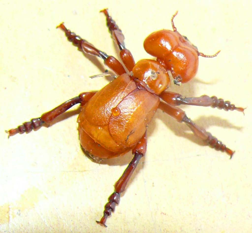 Tetraonycini