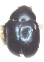 Brachypnoea lefevrei