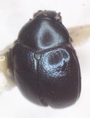 Brachypnoea lefevrei