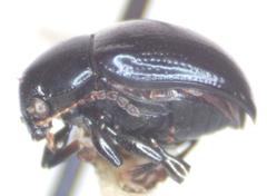 Brachypnoea lefevrei
