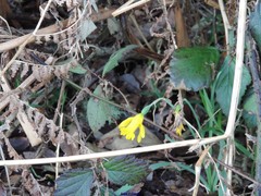 Narcissus cuneiflorus