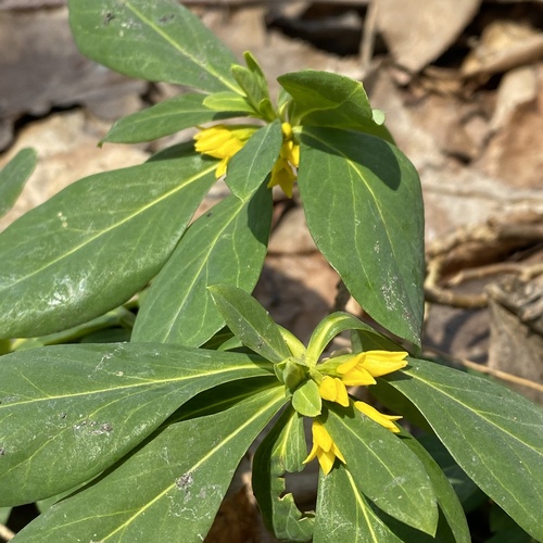 Daphne jezoensis, photograph 1