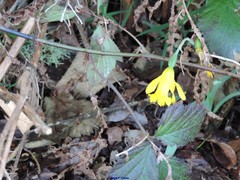 Narcissus cuneiflorus