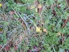 Narcissus cuneiflorus