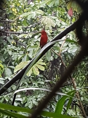 Piranga rubra