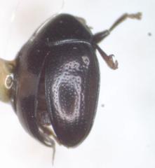 Brachypnoea lefevrei