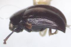 Brachypnoea lefevrei