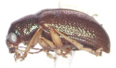 Percolaspis