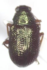 Percolaspis