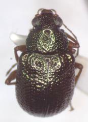 Percolaspis