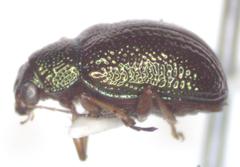 Percolaspis
