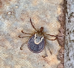 Amblyomma cajennense