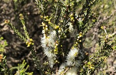 Melaleuca brevifolia