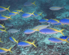 Caesio caerulaurea