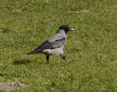 Corvus cornix