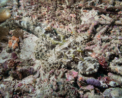 Cymbacephalus beauforti