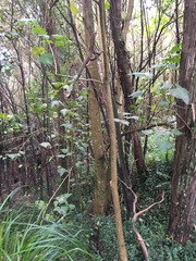 Erythrina ×sykesii