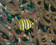 Chaetodon octofasciatus