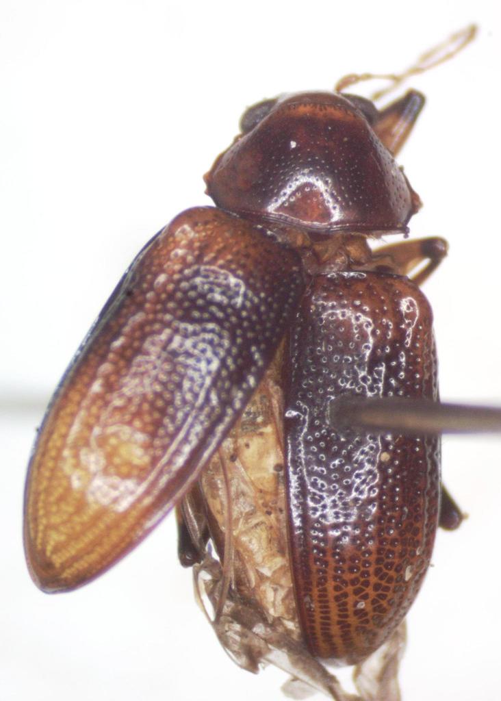 Allocolaspis