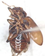 Allocolaspis