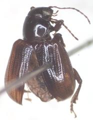 Typophorus