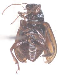 Typophorus