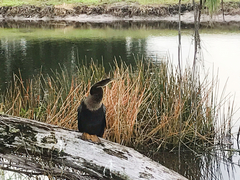 Anhinga anhinga