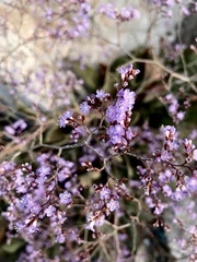 Limonium hirsuticalyx